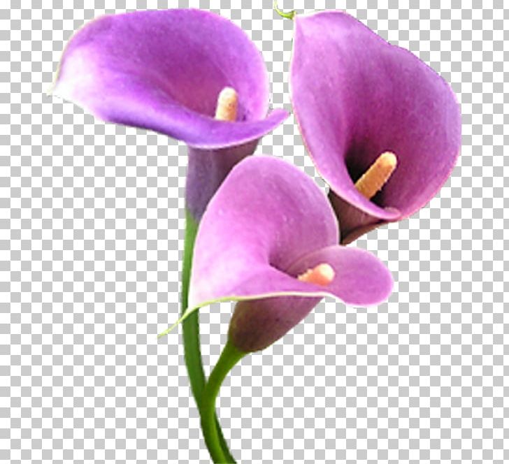 Flower Drawing Mauve PNG, Clipart, Blue, Cicek, Cicekler, Color, Cut Flowers Free PNG Download