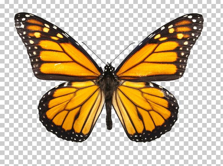 Monarch Butterfly Insect Milkweed Butterfly Wing PNG, Clipart, Animal Migration, Arthropod, Brush Footed Butterfly, Butterflies And Moths, Butterfly Free PNG Download