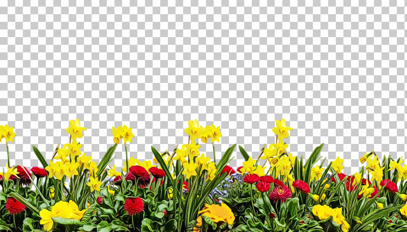 Flower Yellow Plant Spring Meadow PNG, Clipart, Flower, Flowers, Grass, Herbaceous Plant, Meadow Free PNG Download