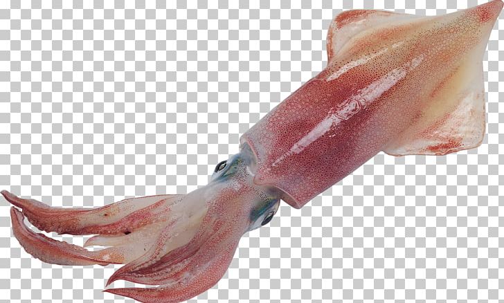 European Squid Octopus Cephalopod Giant Squid PNG, Clipart, Animal, Animal Source Foods, Cephalopod, Cuttlefish, European Squid Free PNG Download