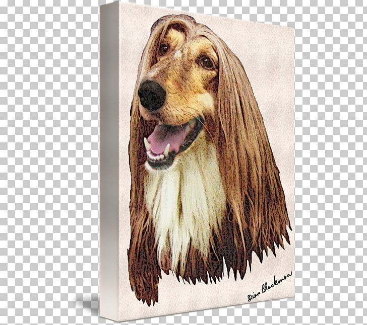 Afghan Hound Dog Breed Spaniel Snout Afghanistan PNG, Clipart, Afghan Hound, Afghanistan, Breed, Carnivoran, Crossbreed Free PNG Download