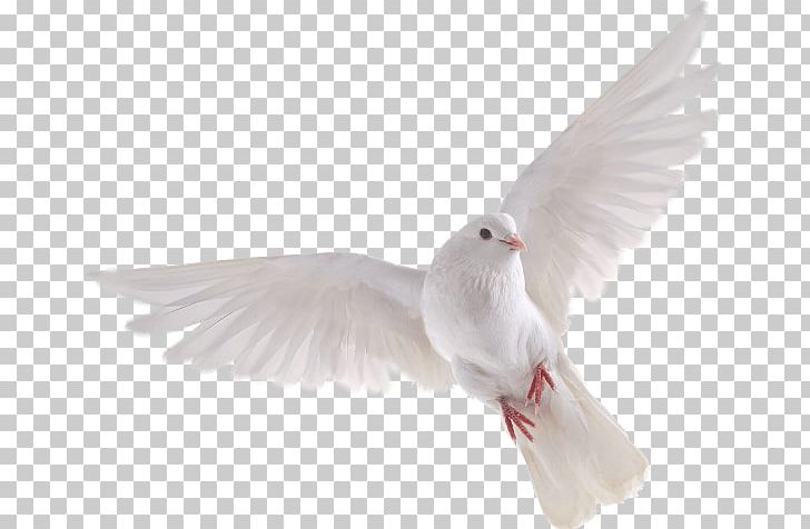 Columbidae Domestic Pigeon PNG, Clipart, Animals, Art Image File Format, Avian, Beak, Bird Free PNG Download