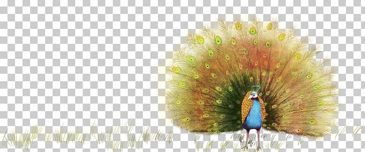 Peafowl Graphic Design PNG, Clipart, Animal, Animals, Beak, Beautiful, Bimei Free PNG Download