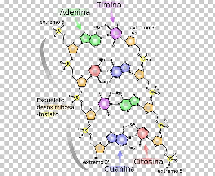 The Double Helix: A Personal Account Of The Discovery Of The Structure Of DNA Molecular Structure Of Nucleic Acids: A Structure For Deoxyribose Nucleic Acid Molecule Nucleic Acid Structure PNG, Clipart, Adenine, Adn, Area, Biology, Cell Free PNG Download