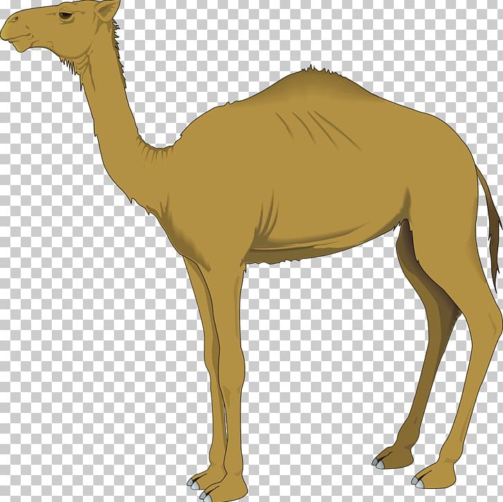 Bactrian Camel Dromedary PNG, Clipart, Arabian Camel, Bactrian Camel, Camel, Camel Like Mammal, Download Free PNG Download