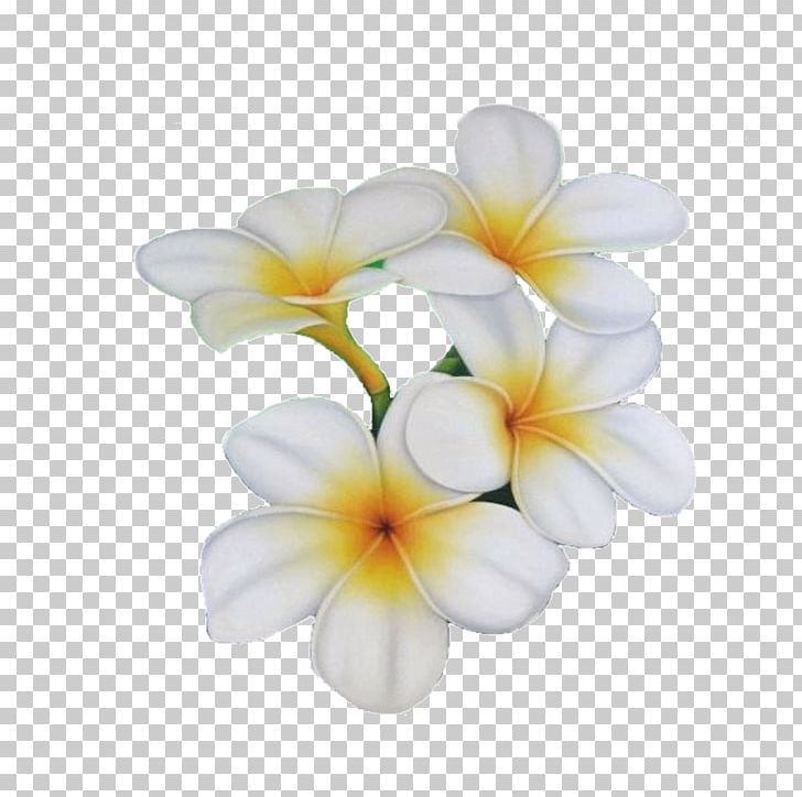 Flower Frangipani PNG, Clipart, Blog, Centerblog, Clip Art, Drawing, Flower Free PNG Download