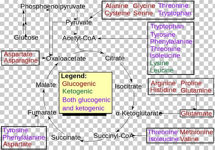 Gatz Mineral Gluconeogenesis Ionization Inorganic Compound Water PNG, Clipart, Amino Acid, Angle, Area, Branchedchain Amino Acid, Carbohydrate Free PNG Download