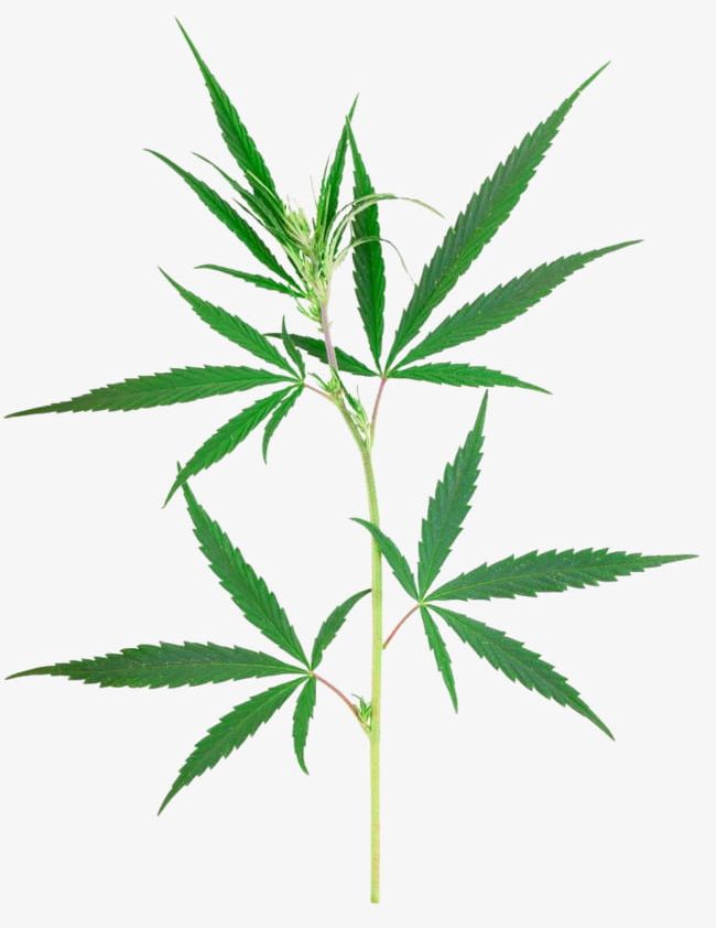 Marijuana Photography PNG, Clipart, Cannabis, Cannabis Leaves, Care, Drug, Green Free PNG Download