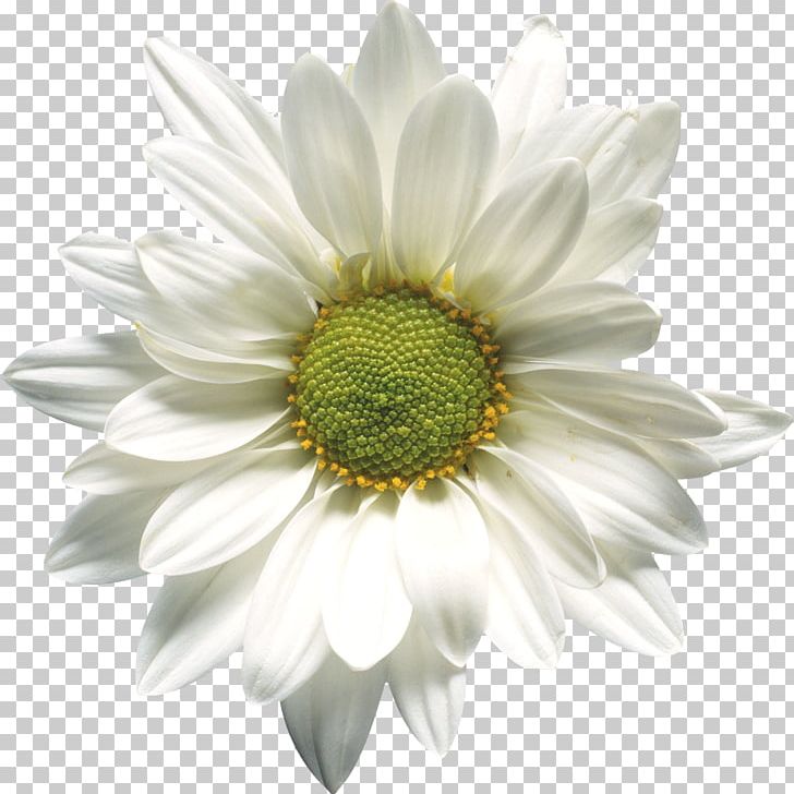 Stock Photography Common Daisy Desktop Flower PNG, Clipart, Annual Plant, Aster, Cicek, Cicek Resimleri, Common Daisy Free PNG Download
