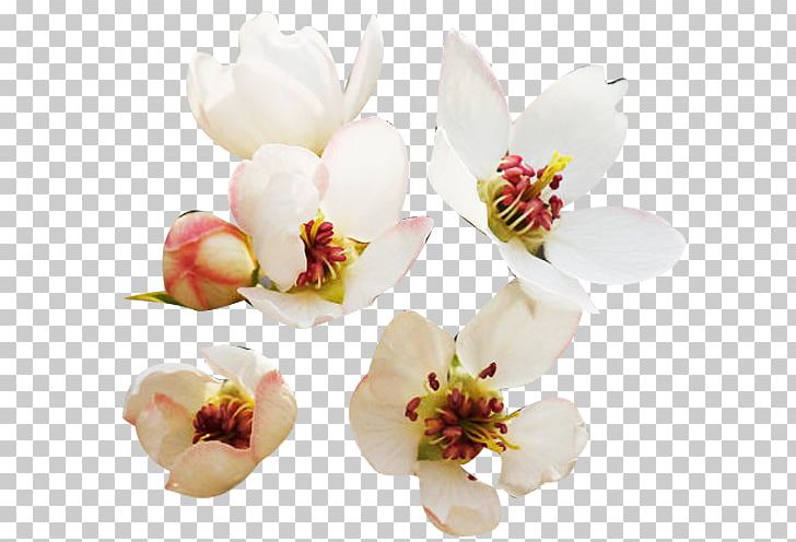 Floral Design Petal Designer PNG, Clipart, Blossom, Cut Flowers, Download, Floristry, Flower Free PNG Download