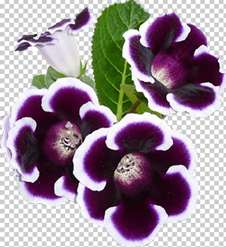 KAISER PNG, Clipart, Bulb, Flower, Flowering Plant, Food Drinks, Gloxinia Free PNG Download
