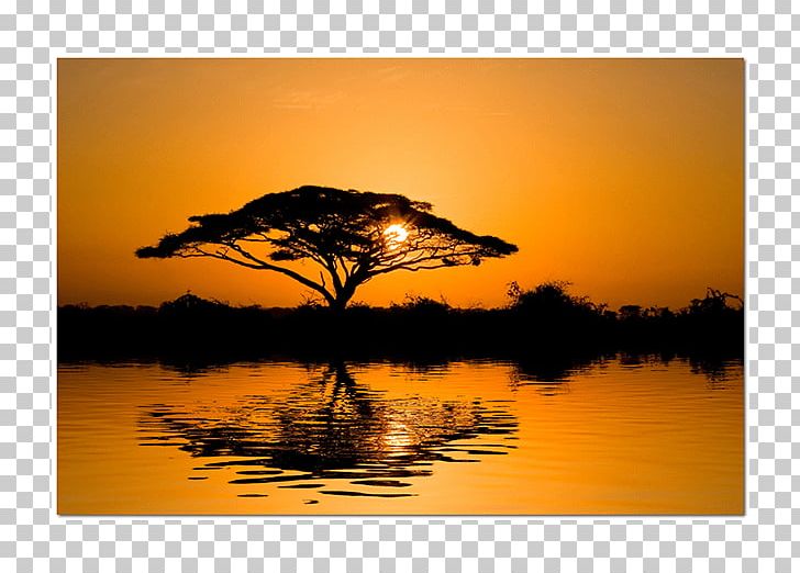 Wattles Tree Africa Sunset Wall Decal PNG, Clipart, Africa, Calm, Dawn, Gum Arabic, Healing Free PNG Download