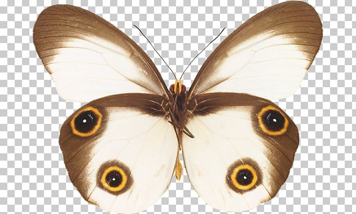 Brush-footed Butterflies Butterfly Moth Insect Drawing PNG, Clipart, Animal, Brown, Brush Footed Butterfly, Butterflies And Moths, Butterfly Free PNG Download
