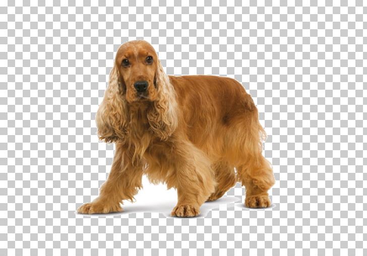 English Cocker Spaniel American Cocker Spaniel English Springer Spaniel Welsh Springer Spaniel PNG, Clipart, American Cocker Spaniel, Animals, Carnivoran, Companion Dog, Dog Free PNG Download