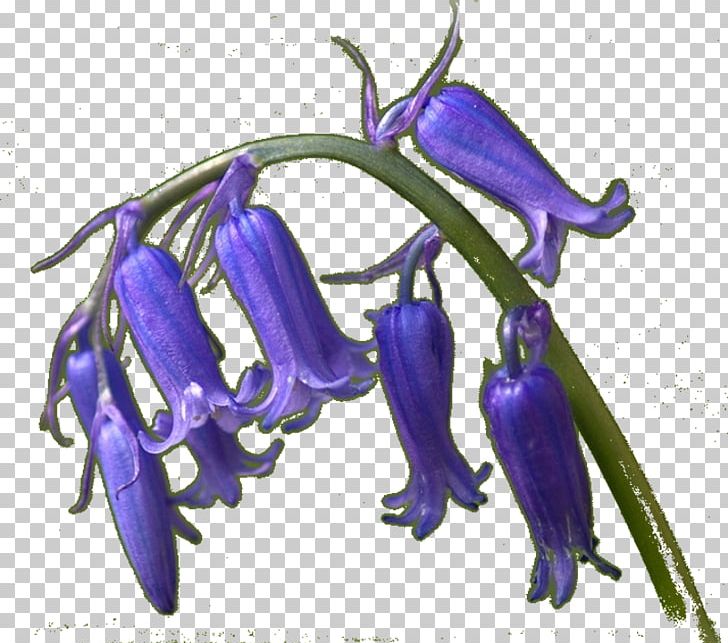 Lavender Bellflower Cobalt Blue Lilac Violet PNG, Clipart, Bellflower, Bellflower Family, Blue, Cobalt, Cobalt Blue Free PNG Download