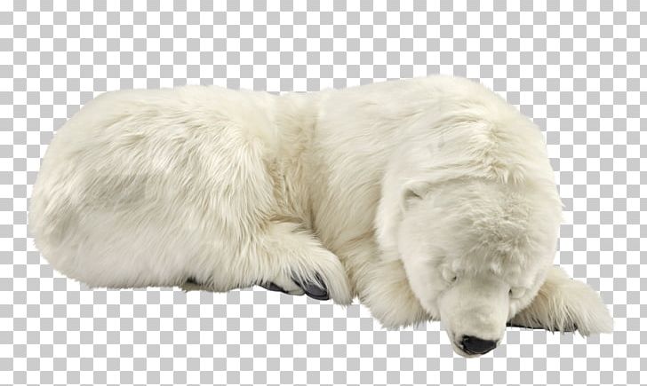 Polar Bear Great Pyrenees Polish Tatra Sheepdog Kuvasz PNG, Clipart, Animal, Animals, Bear, Canidae, Carnivoran Free PNG Download