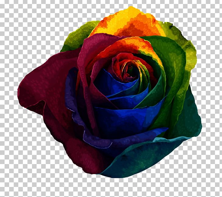 Rainbow Rose Beach Rose Centifolia Roses Garden Roses Pigment PNG, Clipart, Beach Rose, Color, Computer Wallpaper, Cut Flowers, Decorative Patterns Free PNG Download