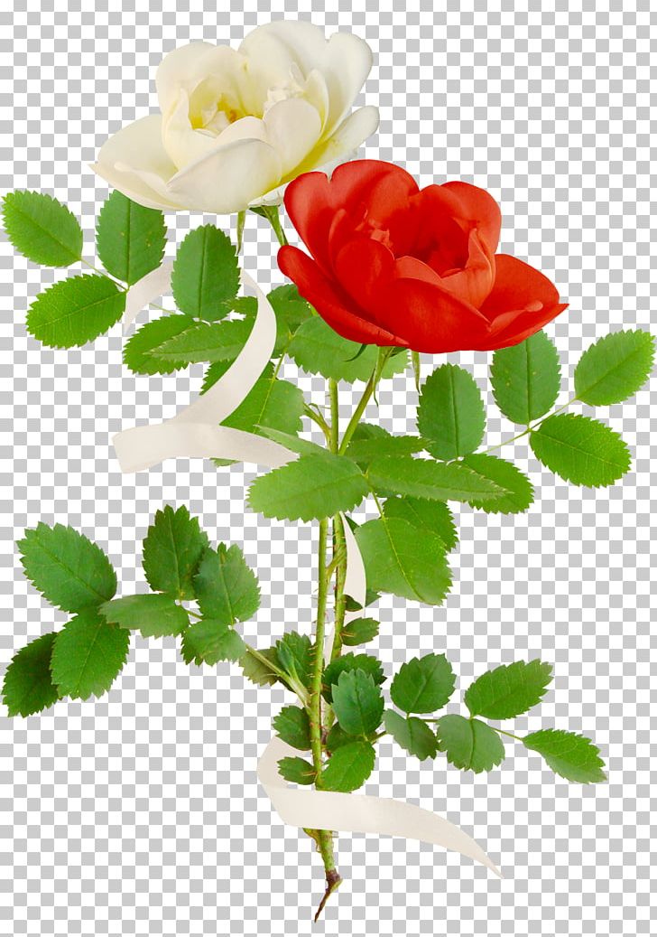 Garden Roses Flower Painting PNG, Clipart, Bud, Centifolia Roses, Cut Flowers, Drawing, Flower Free PNG Download