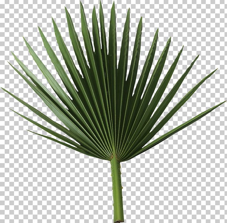 Arecaceae Sabal Palm Palm Branch Frond Leaf PNG, Clipart, Arecaceae, Arecales, Borassus Flabellifer, Chamaedorea Elegans, Date Palm Free PNG Download