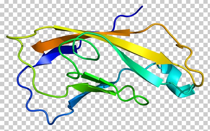 CDH2 Cadherin Alpha-fetoprotein Gene PNG, Clipart, Alphafetoprotein, Area, Cadherin, Cardiac Muscle, Chemical Structure Free PNG Download
