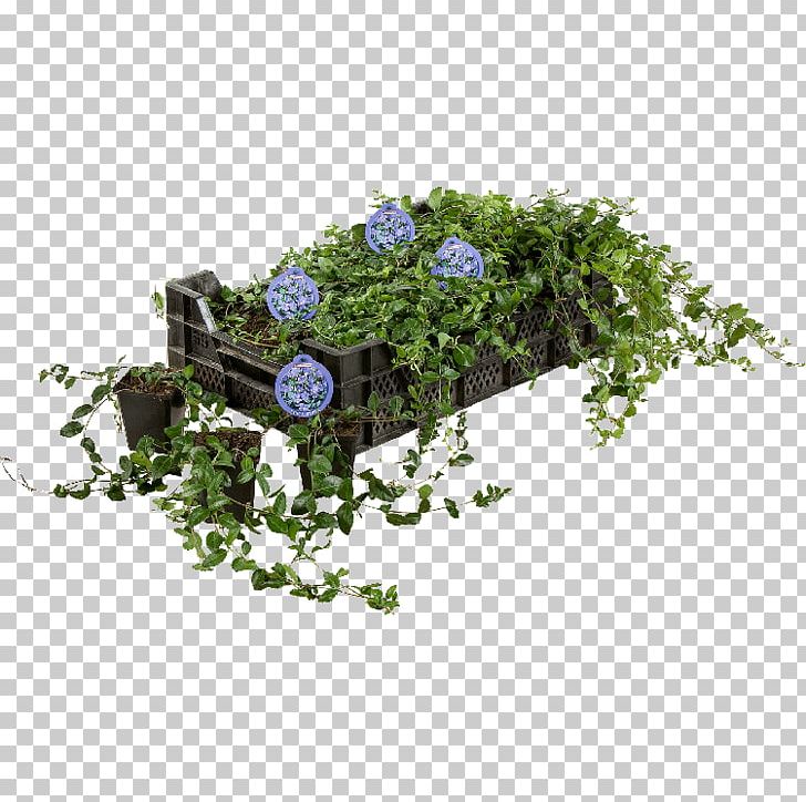 Myrtle Groundcover Garden Plant Flowerpot PNG, Clipart, Centimeter, Flora, Floral Design, Flower, Flowerpot Free PNG Download