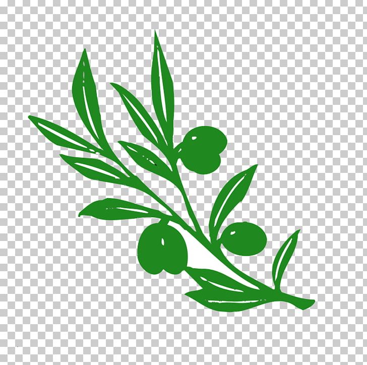 Olive Branch Olive Branch PNG, Clipart, Branch, Drawing, Flora, Flower, Grass Free PNG Download
