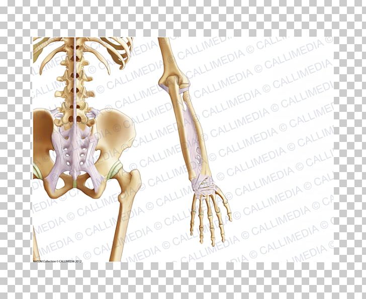 Pelvis Bone Ligament Coronal Plane Abdomen PNG, Clipart, Abdomen, Anatomy, Arm, Bone, Coronal Plane Free PNG Download