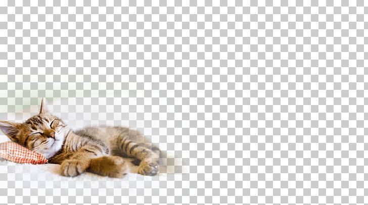 Tabby Cat Kitten Dog Pet PNG, Clipart, Animals, Carnivoran, Cat, Cat Behavior, Cat Dog Free PNG Download