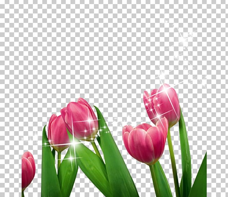 Tulip Cut Flowers Purple PNG, Clipart, Computer Wallpaper, Download, Floral Design, Flower, Flowers Free PNG Download