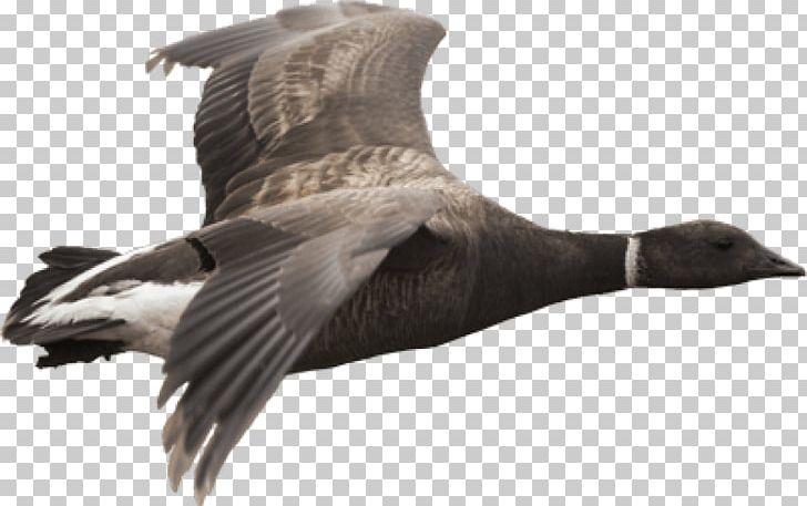 Canada Goose Duck Grey Geese Portable Network Graphics PNG, Clipart, Animals, Anserinae, Beak, Bird, Black Brant Free PNG Download