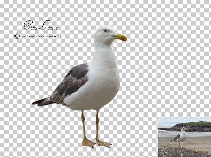 Gulls Bird Silhouette PNG, Clipart, Animals, Beak, Bird, California Gull, Charadriiformes Free PNG Download