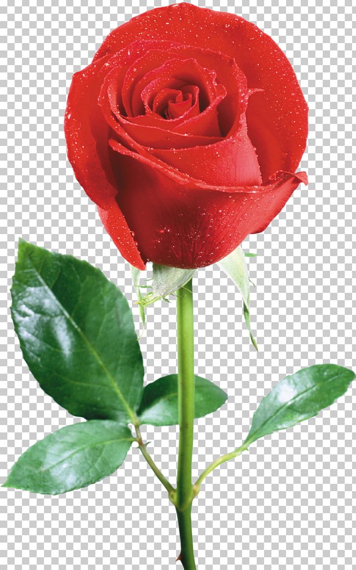 Rose Flower PNG, Clipart, Animals, Bud, China Rose, Color, Cut Flowers Free PNG Download