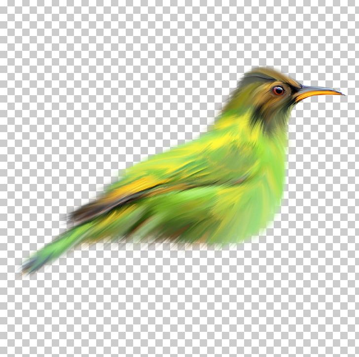 Bird Finch Green PNG, Clipart, Animals, Background Green, Beak, Bird, Bird Cage Free PNG Download