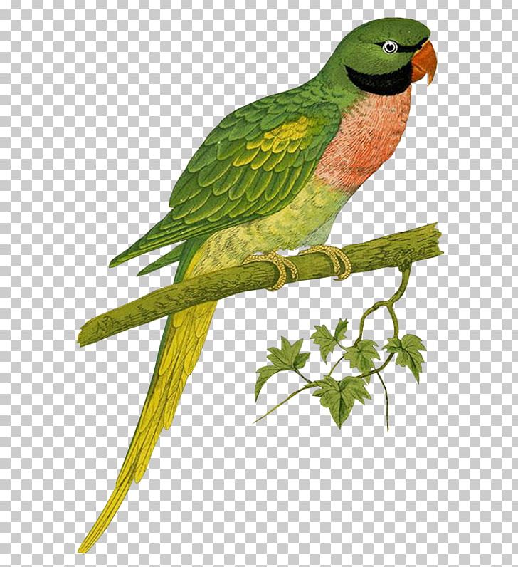 Budgerigar Bird Red-breasted Parakeet Parrots In Captivity PNG, Clipart, Animals, Beak, Bird, Brahminy Starling, Budgerigar Free PNG Download