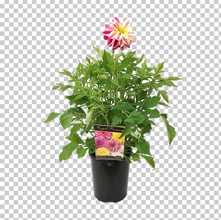 Cut Flowers Flowerpot Houseplant Herb Annual Plant PNG, Clipart, Annual Plant, Cut Flowers, Family, Family Film, Flower Free PNG Download