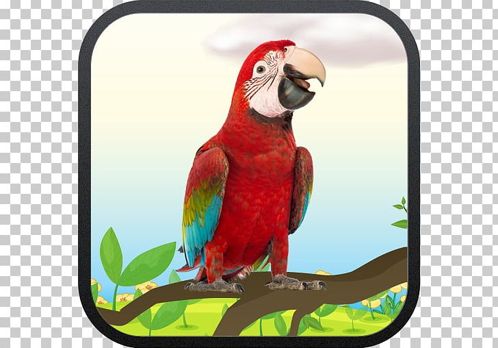Macaw My Talking Parrot Bird Talking Lion PNG, Clipart, Android, Animals, Beak, Bird, Fauna Free PNG Download