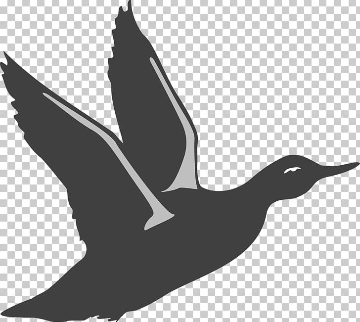 American Pekin Duck Bird Goose PNG, Clipart, American Black Duck, American Pekin, Animals, Beak, Bird Free PNG Download