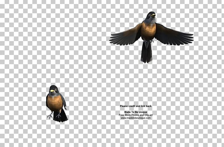 Duck European Robin American Robin Bird Rendering PNG, Clipart, 3d Computer Graphics, 3d Modeling, 3d Rendering, American Robin, Animal Free PNG Download