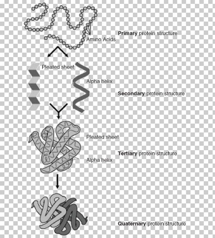 Protein Structure Prediction Protein Secondary Structure Protein Primary Structure PNG, Clipart, Amino Acid, Angle, Area, Black And White, Molecule Free PNG Download