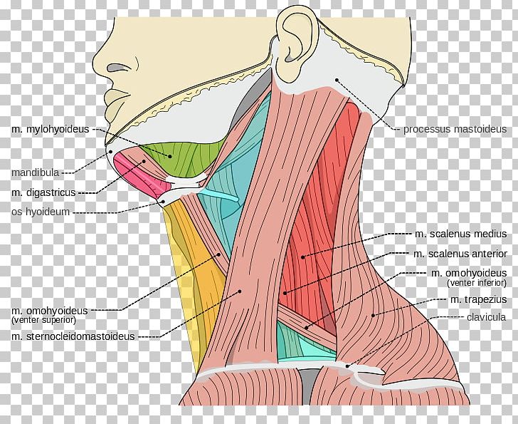 Scalene Muscles Posterior Triangle Of The Neck Torticollis PNG, Clipart, Abdomen, Anatomy, Angle, Arm, Art Free PNG Download
