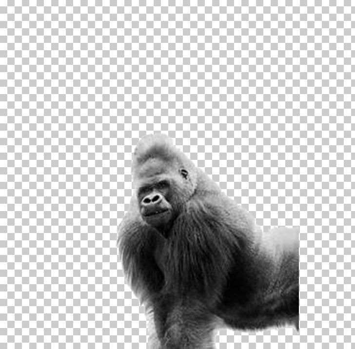 Western Gorilla Ape AllPosters.com Black And White PNG, Clipart, Animal, Animals, Ape, Art, Baby Crawling Free PNG Download