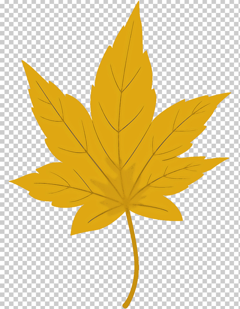 Maple Leaf Autumn Leaf Yellow Leaf PNG, Clipart, Autumn Leaf, Black Maple, Flower, Hemp Family, Leaf Free PNG Download