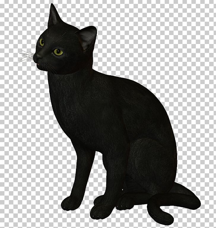 Black Cat Bombay Cat Korat Burmese Cat Havana Brown PNG, Clipart, American Wirehair, Asian, Black, Black Cat, Bombay Free PNG Download