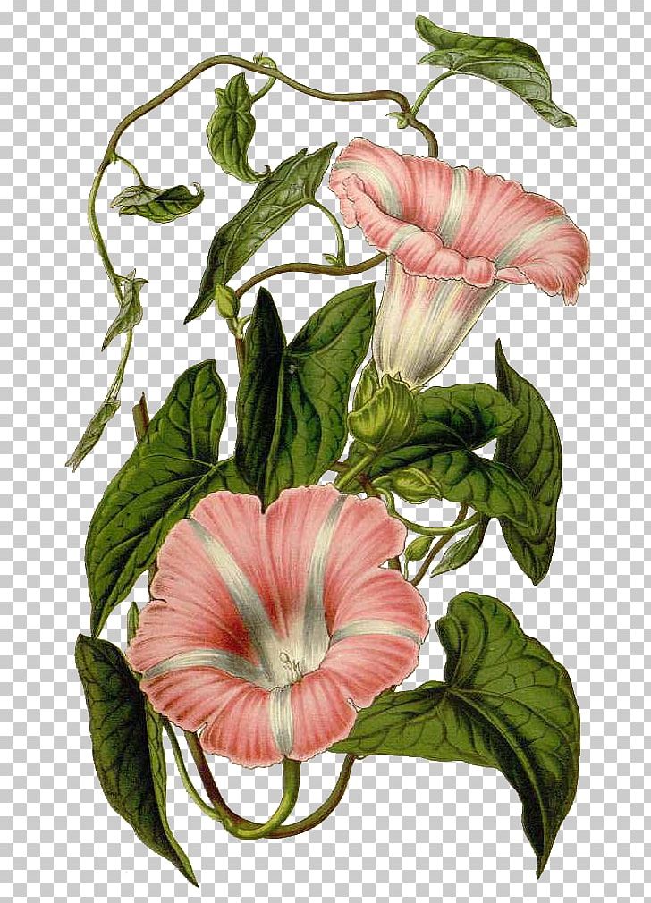 Hedge Bindweed Swamp Milkweed Botanical Illustration Botany Field Bindweed PNG, Clipart, Botanical Illustration, Botany, Field Bindweed, Hedge Bindweed, Others Free PNG Download