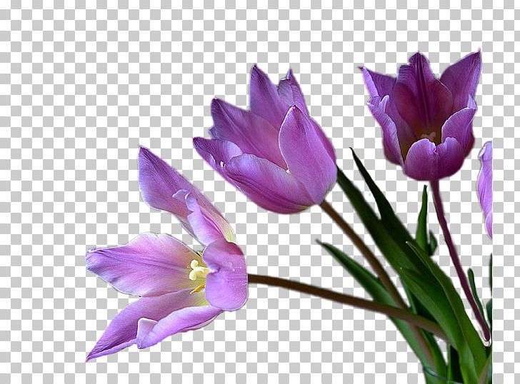Tulip Cut Flowers Violet Mauve PNG, Clipart, Author, Crocus, Cut Flowers, Flower, Flowering Plant Free PNG Download