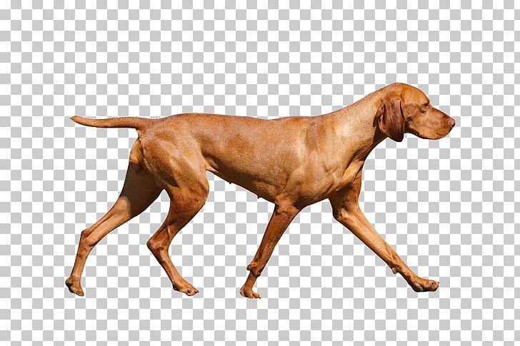 Wirehaired Vizsla Redbone Coonhound Dog Breed Hunting Dog PNG, Clipart, Affectionate, Black And Tan Coonhound, Breed, Carnivoran, Coonhound Free PNG Download