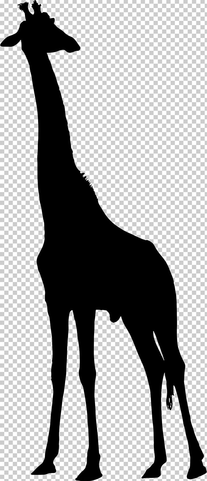 West African Giraffe Silhouette PNG, Clipart, Animals, Art, Black And White, Fauna, Giraffe Free PNG Download