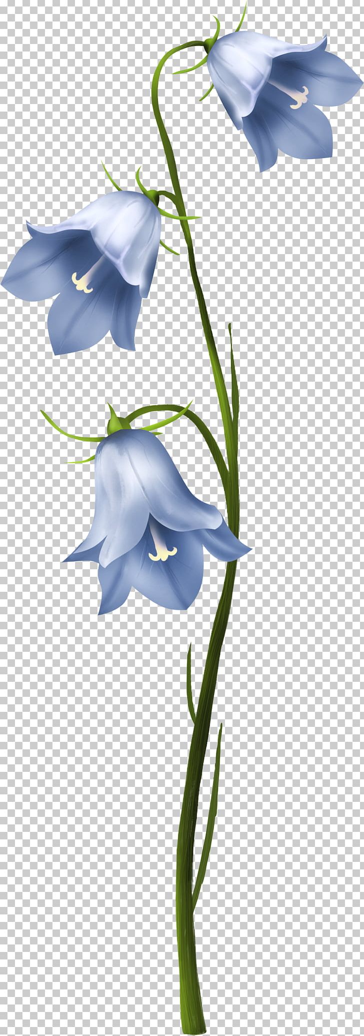 Cut Flowers Plant Stem Harebell PNG, Clipart, Bellflower, Bellflower Family, Bellflowers, Blue, Branch Free PNG Download