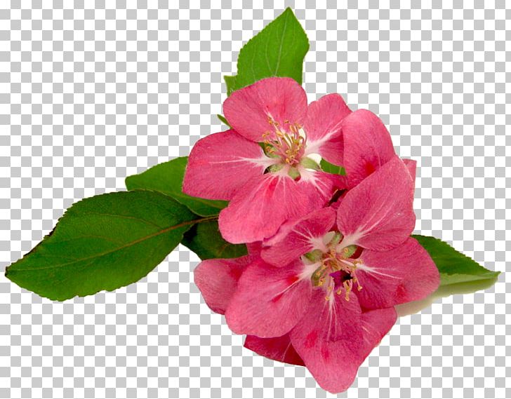 Flower Pink Geraniums PNG, Clipart, Adobe Premiere Pro, Blossom, Collage, Computer Software, Cranesbill Free PNG Download