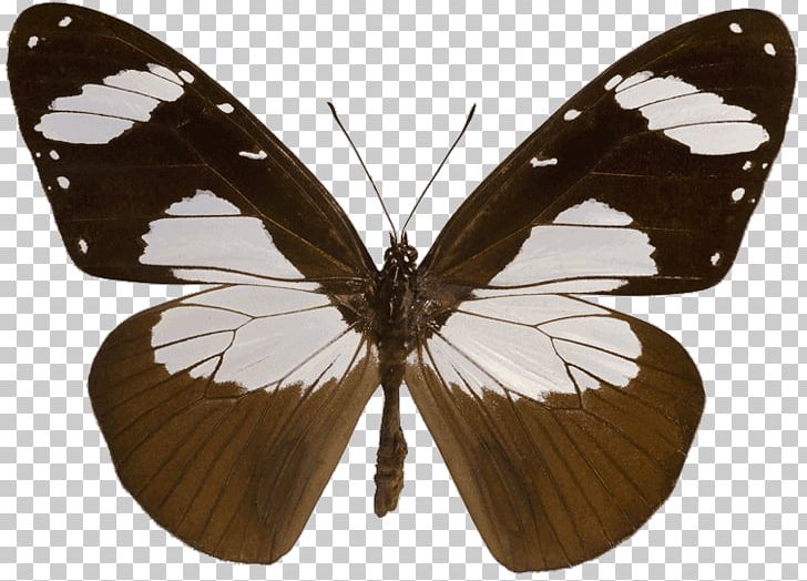 Kipepeo Butterfly Project Clerics Amauris Niavius Pieridae PNG, Clipart, Arthropod, Brush Footed Butterfly, Butterflies And Moths, Butterfly, Insect Free PNG Download